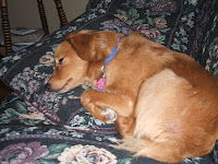 Photo of Kalisha's Dog...Tired Out and Sleeping