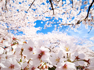 White Cherry Blossoms Cherry Trees HD Wallpaper