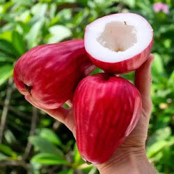 Pohon Bibit Jambu Air Jamaika Cepat Tumbuh