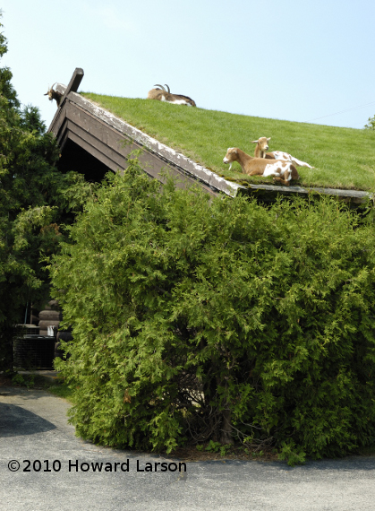 Goats on Al Johnson's Swedish Restaurant