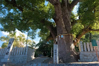 石神社のクスノキ