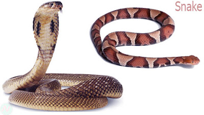 snake animal, sanke reptile