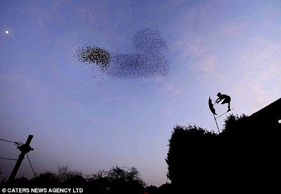 Amazing Birds Show