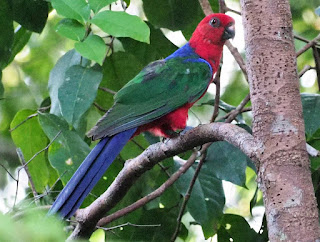 Burung Nuri Raja Ambon Endemik Maluku Penuh Warna