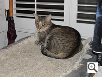 Canon SX130 Sample Image