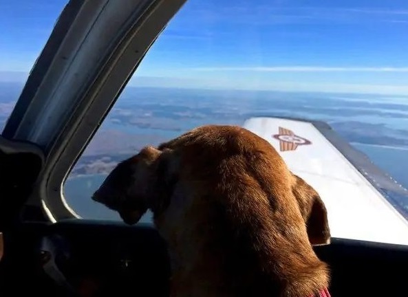 Pilot flies terminal shelter dog 400 miles to spend her last days with a  loving family - cats dogs