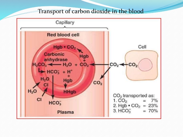 NCERT Class 10 Science Chapter 6 Question Answer