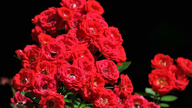 Red-roses-romantic-love-walls-oic2560x1440