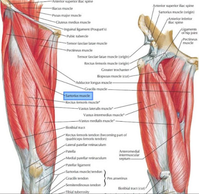Otot Sartorius adalah otot yang berada di ekstremitas inferior manusia. Otot ini memiliki anatomi origo, insersi, aksi, saraf, dan arteri.