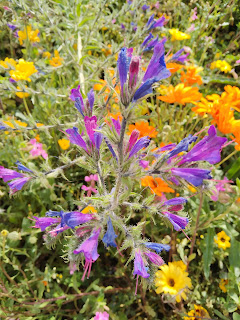 Echium judaeum Lacaita