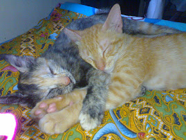 My luv cats..