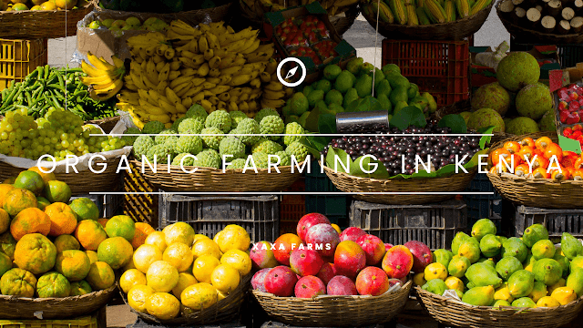 Advantages-of-organic-farming-in-kenya