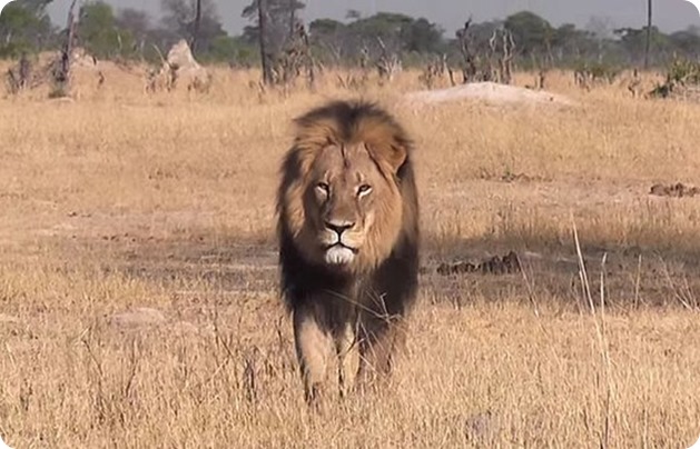 cecil_the_lion_in__3388298b