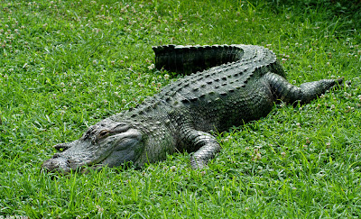 Wild American Alligator