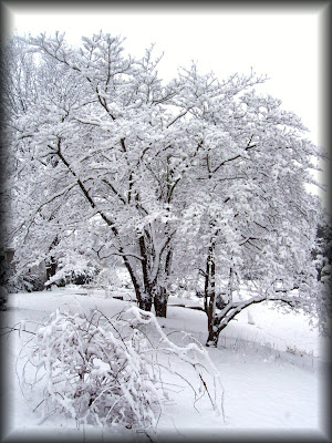 a weeping cherry tree.