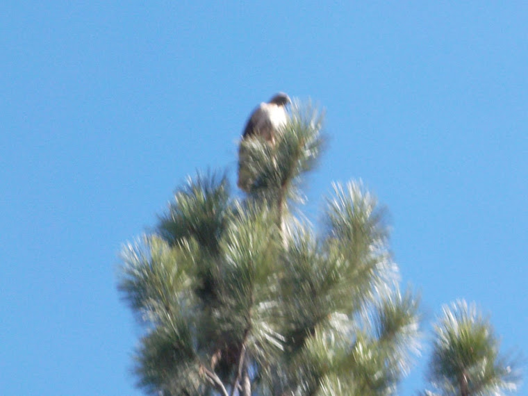 Red Tailed Hawk