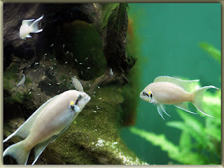 Brichardi Cichlid Fish Pictures