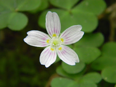 Кислица горная (Oxalis montana)