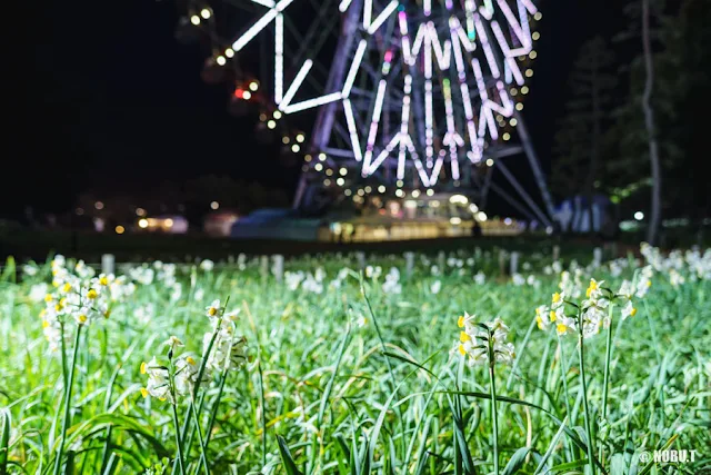 水仙ライトアップ～葛西臨海公園