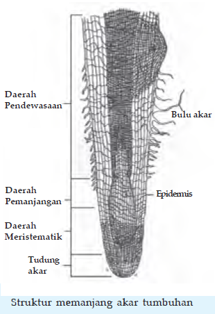 Akar Tumbuhan Fungsi dan  Bentuk Akar Akar Tunggang dan  