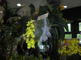 Oncidium onustum, orchids species, mounted un raft, full blooming