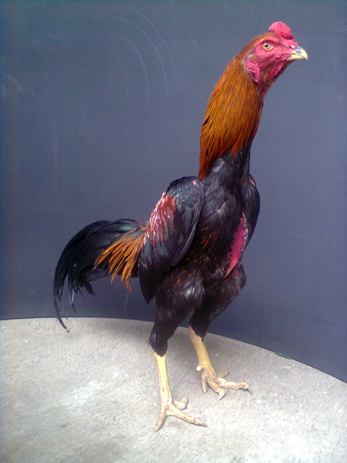 Ayam Jago Menang Lomba