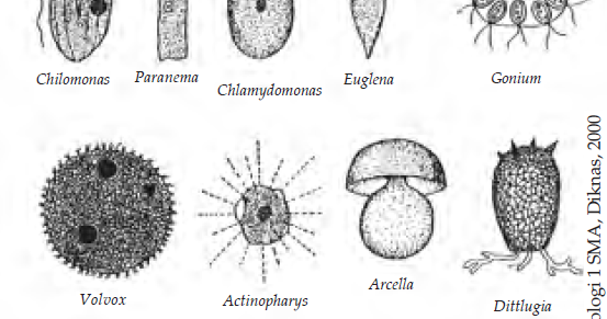 PROTOZOA Ciri Ciri Protozoa Filum Gambar  Protozoa Cara 