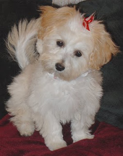 Maltipoo Pictures