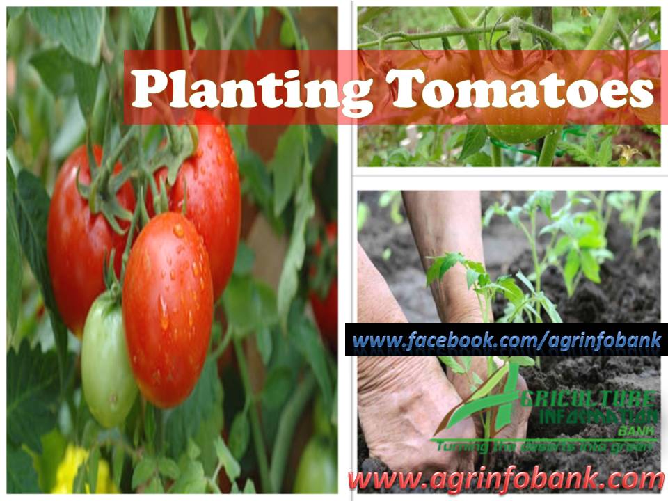 Planting Tomatoes | Agriculture Information Bank
