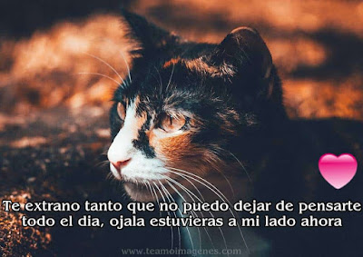 Imágenes de gatitos tiernos con frases y textos bonitos