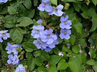 Thunbergie à grandes fleurs - Liane de Chine - Liane mauve - Thunbergia grandiflora