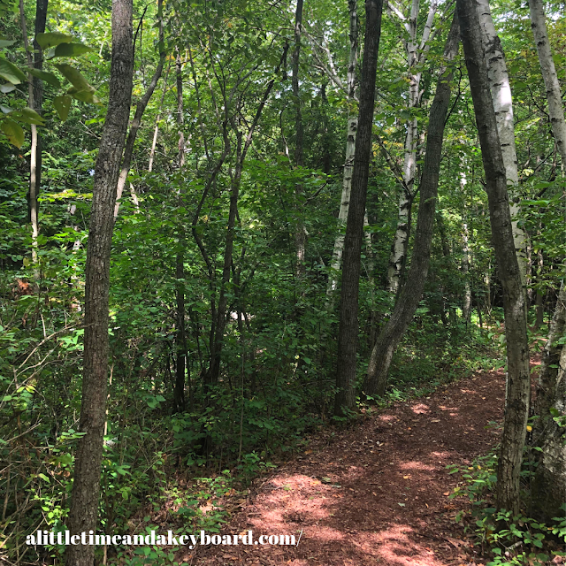 Soft forest path beckoning exploration at Lion's Den Gorge Nature Preserve in Grafton, Wisconsin.