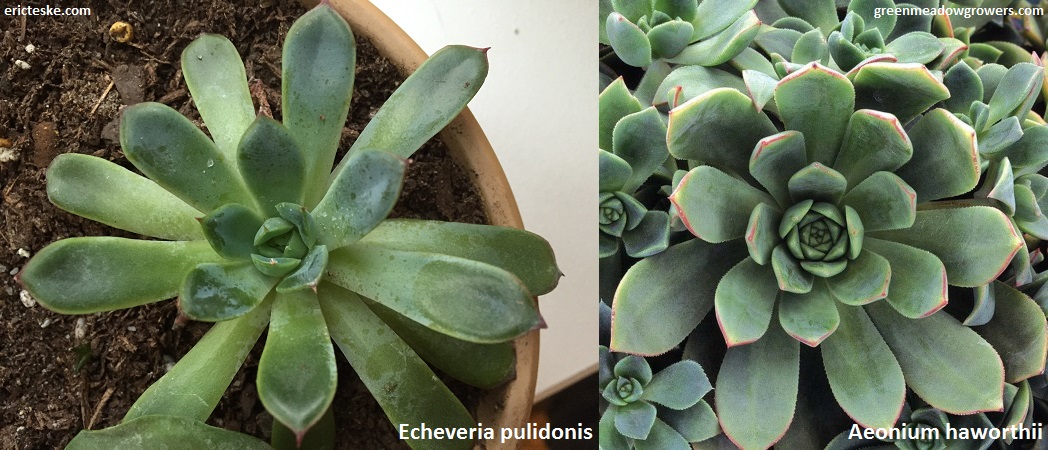 Aeonium haworthii or Echeveria pulidonis
