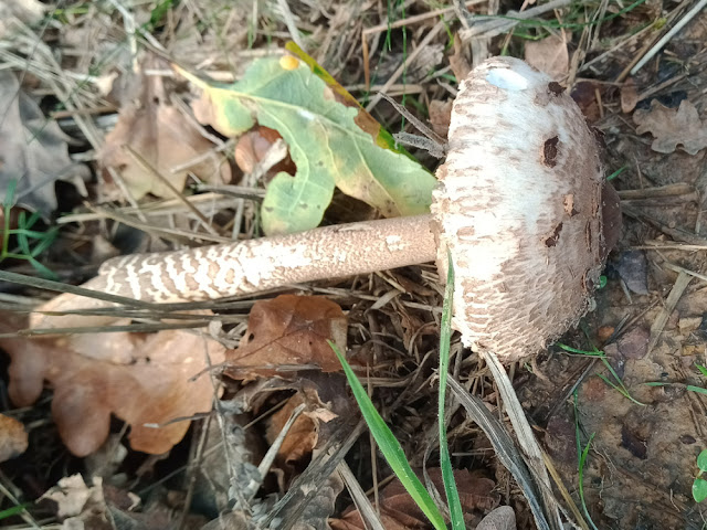 Parasol Mushroom Macrolepiota procera, Indre et Loire, France. Photo by Loire Valley Time Travel.