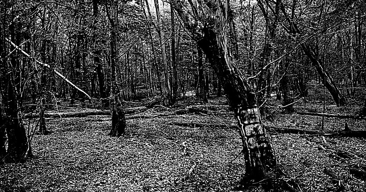 Misteri "Dering Wood" Hutan Yang Bisa Menjerit Dari 