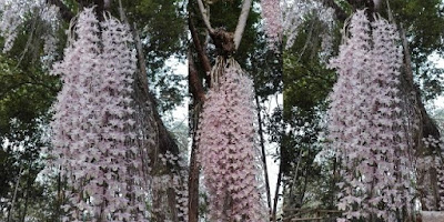 Leafless Dendrobium