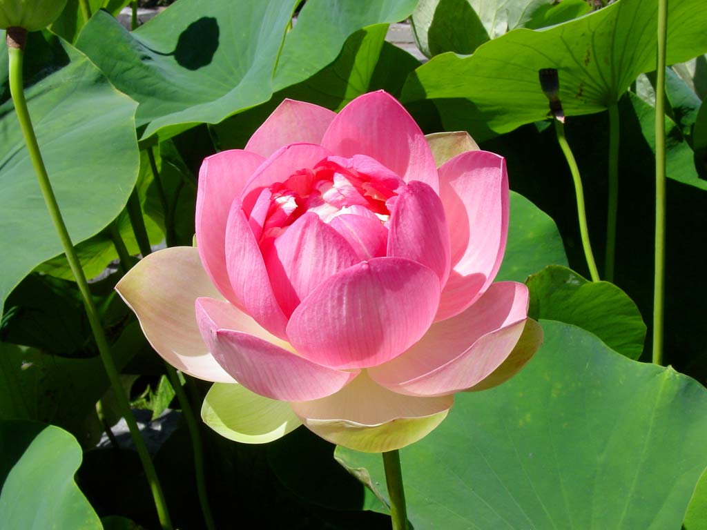 Bunga Lotus - Media Belajarku