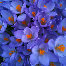 Crocuses