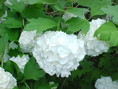 Cramp bark, Guelder rose / Viburnum opulus