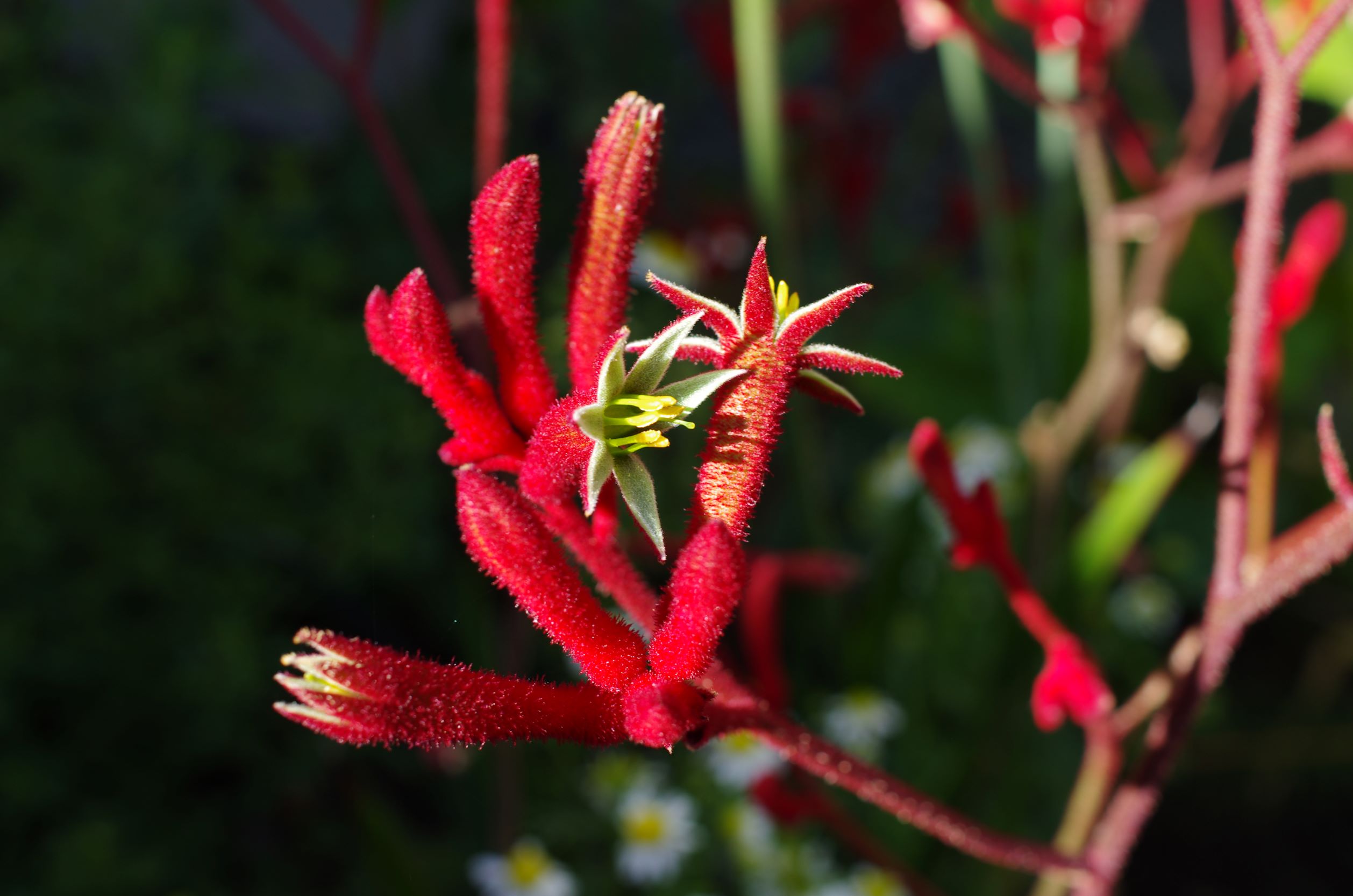 Anigozanthos