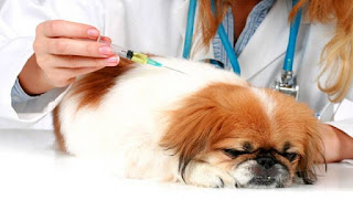 dog diabetes treatment