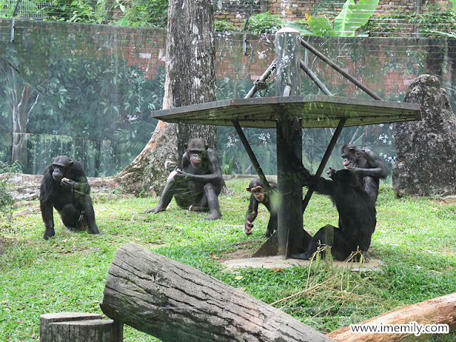 chimpanzee family