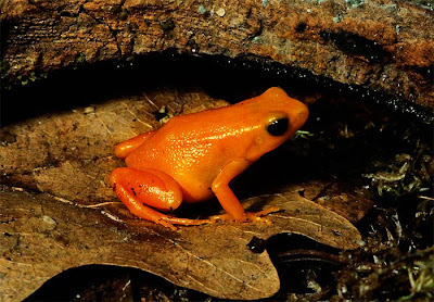 frogs,amphibians,reptiles,mantella