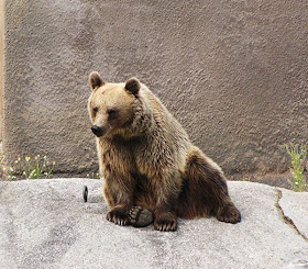 Funny bear doing yoga, bear in yoga pose, funny bear pictures, bear photos