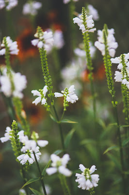 Micro Photography Photo