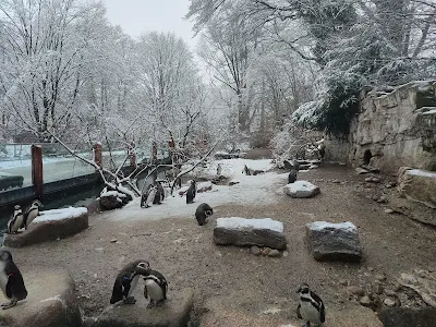 雪のヘラブルン動物園のペンギン