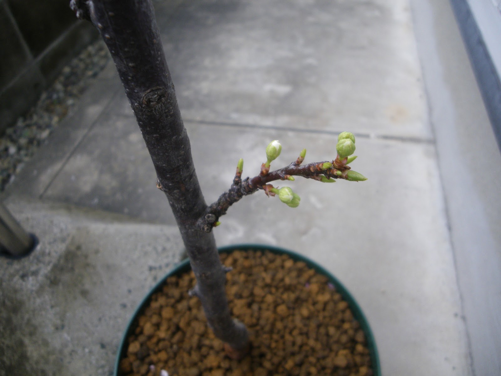 桜を鉢植えで育てる 桜の苗木を鉢に植え付ける メダカの大工