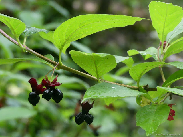 36: dark berries hanging in pairs