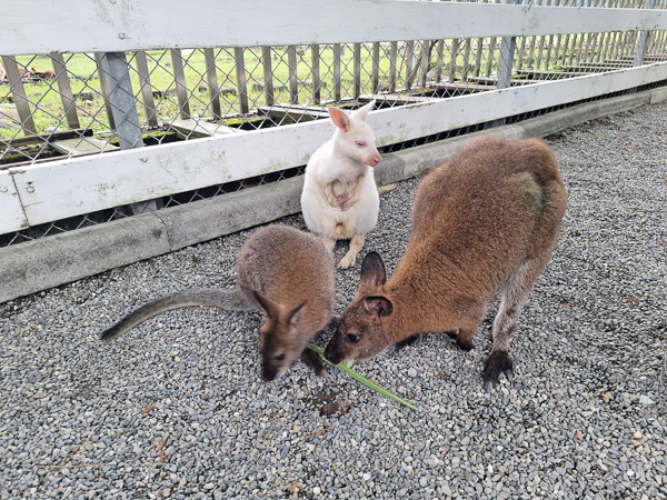 宜蘭三星張美阿嬤農場日式庭院小鹿水豚動物互動，親子活動好去處