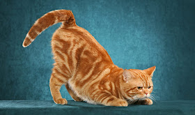 Brown American Shorthair Cat